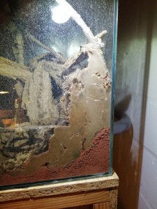 Nest Frontal