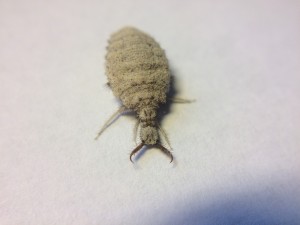 IMG_8664.JPG