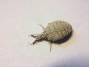 Der Ameisenlöwe kann äußerst flink sein, auch wenn seine plumpe Gestalt einen gegensätzlichen Eindruck macht.