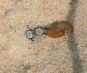Im Kampf gegen einen Mehlwurm