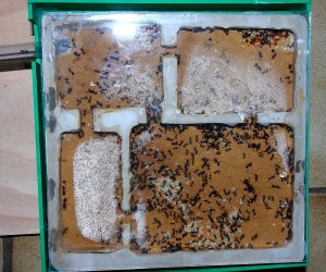 Messor barbarus Nest_0.jpg