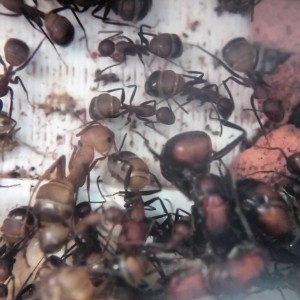 Camponotus nicobarensis Gewusel im Nest
