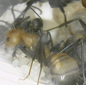 Camponotus nicobarensis Media