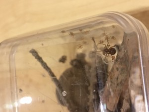 Spiderlinge und Mutter