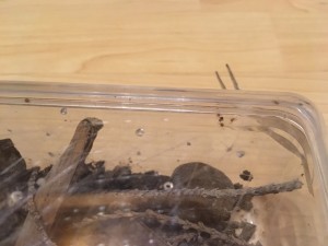 Spiderlinge auf Drosophila-Jagd