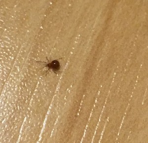 Spiderling, ca. 1 - 1.2 mm Körperlänge