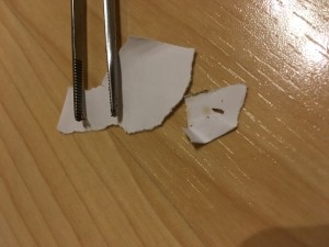 07.02 Tausendfüsser fast frisch geschlüpft ca. 3 –  4 mm