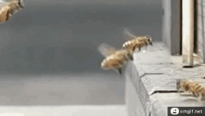 bees-wasted.gif