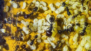 Messor barbarus 16.03.2018_2.jpg