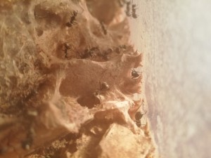 IMG_20180316_210454_1.jpg