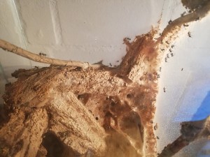 IMG_20180316_210426.jpg