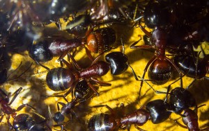 Camponotus ligniperda Majorarbeiterinnen _.jpg