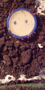 biroi8 (2).jpg (766.17 KiB) 16684 mal betrachtet Ich habe mal ihren Eingang freigelegt und herausgefunden, dass sie sich hinter/in dem Steckmoos versteckt haben