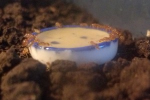 biroi8 (1).jpg (320.32 KiB) 16684 mal betrachtet Am Honig-Zucker-Wasser-Napf