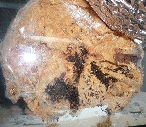 schmidti8 (2).JPG (1.15 MiB) 16684 mal betrachtet Und die Königin zeigt sich auch immer noch nicht...