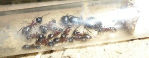 ligniperda8.JPG (220.71 KiB) 16404 mal betrachtet Noch sind sie aber im langsam zu eng werdenden RG