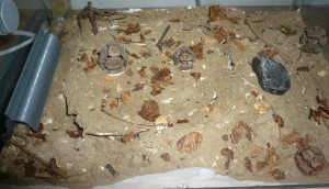 ligniperda8 (2).JPG (1.29 MiB) 16684 mal betrachtet Ich bin mit der Zusammensetzung des Bodengrunds noch nicht 100%ig zufrieden