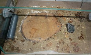 ligniperda8 (1).JPG (998.06 KiB) 16684 mal betrachtet Ein bisschen hab ich vorgearbeitet, den Rest mĂŒssen sie selber machen.