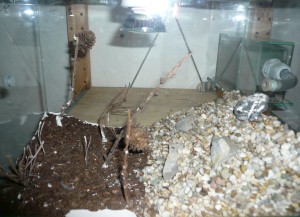 lateralis8.JPG (1.45 MiB) 16684 mal betrachtet Links Wald, rechts Berg. Oder so