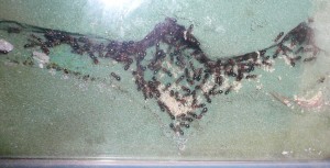 lateralis8 (2).JPG (886.74 KiB) 16684 mal betrachtet Low-Quality-Impressionen aus dem Nest