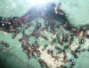 lateralis8 (1).JPG (592.04 KiB) 16684 mal betrachtet Auch die Gyne lÀsst sich ablichten