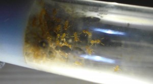 flavus8 (2).JPG (262.56 KiB) 16684 mal betrachtet Hier sind sie