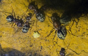 Anoplolepsis custodiens _3.jpg