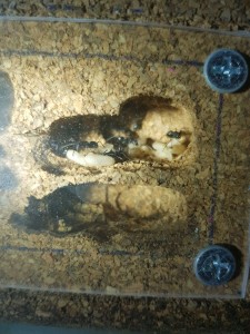 IMG-20180403-WA0010.jpg