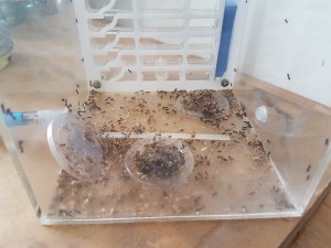 Futterbox