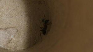vermute Camponotus