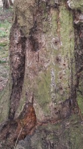 Das Nest