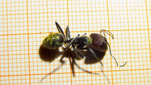 Camponotus singularis Major-.jpg