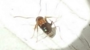 Größe etwa 4 mm  ( vergleichbar mit Lasius flavus )