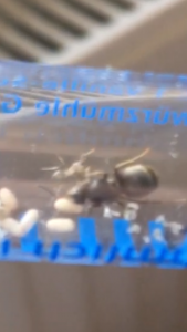 F52042A5-4282-48AE-ACD7-F49E91113459.png (1 MiB) 3280 mal betrachtet F52042A5-4282-48AE-ACD7-F49E91113459.png