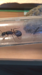 8D55B40C-C4E6-4C58-9E22-38FCB9726EC0.png (780.57 KiB) 3145 mal betrachtet 8D55B40C-C4E6-4C58-9E22-38FCB9726EC0.png