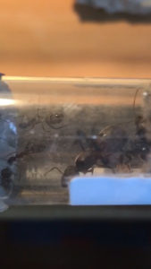 1017D6BB-BB70-4D55-B28D-1B4B6065960B.png (740.87 KiB) 3145 mal betrachtet 1017D6BB-BB70-4D55-B28D-1B4B6065960B.png