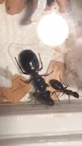 C31D0763-898B-42B4-9EB0-74D555F5B34F.png (880.64 KiB) 3145 mal betrachtet C31D0763-898B-42B4-9EB0-74D555F5B34F.png