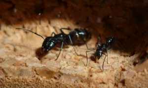 major+media.jpg (289.17 KiB) 2547 mal betrachtet Major- und Media von C. vagus