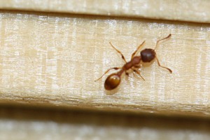 IMG_2032.JPG