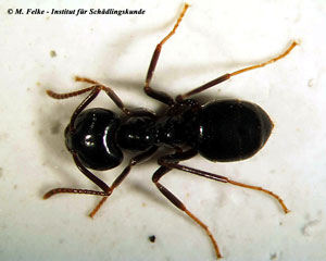 Glaenzendschwarze-Holzameise-Lasius-fuliginosus-Arbeiterin_2.jpg