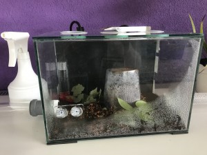 Das Nest/Pilzbecken , nach der umsetzung vor 3 tagen