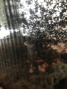 Sehr schlecht zu erkennen aber das ist dein Bild durch die Mircoklima Abdeckung ( Plastikbecher )