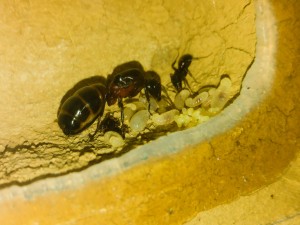 20180525_185509.jpg (1.46 MiB) 866 mal betrachtet Bis auf 2 Arbeiterinnen, alles auf einem Bild.