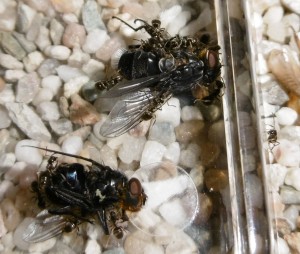 FliegenCloseUp.jpg