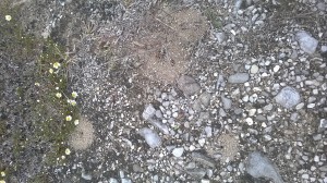 Es waren gar nicht wenige, und alle Nesteingänge nach genau dem selben Muster gebaut