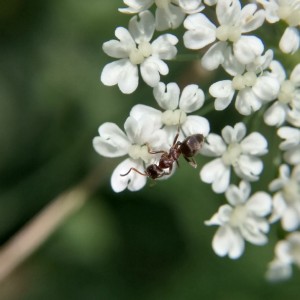 Lasius cf. emarginatus