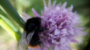 Steinhummel (Bombus lapidarius)