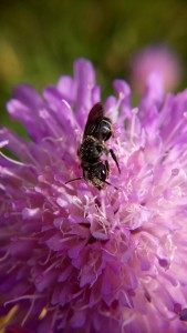 Sandbiene (Andrena sp.)