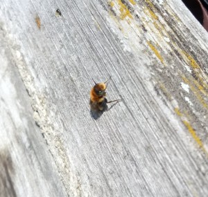 Natternkopf-Mauerbiene (Osmia adunca)