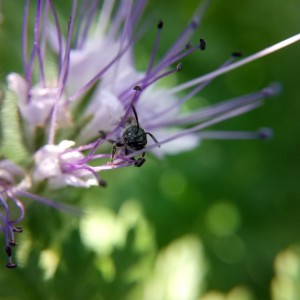 Kleine Wildbiene